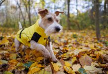 A jack russel terrier wearing a wet weather dog jacket while exploring the undergrowth of a forest.