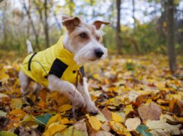 Practical Dog Clothes A jack russel terrier wearing a wet weather dog jacket while exploring the undergrowth of a forest.