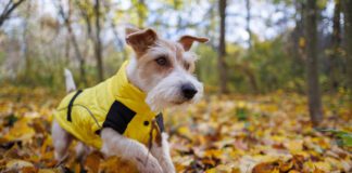 A jack russel terrier wearing a wet weather dog jacket while exploring the undergrowth of a forest.