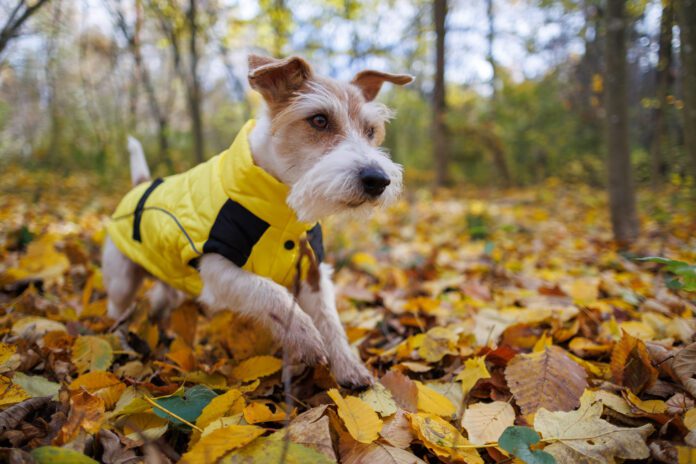 Dog in yellow raincoat. Jack Russell Terrier runs through forest. Pet in jacket walks in autumn park A jack russel terrier wearing a wet weather dog jacket while exploring the undergrowth of a forest.