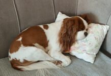 A couch cover can prevent dogs like this sleeping King Charles Cavalier Spaniel from damaging a couch.