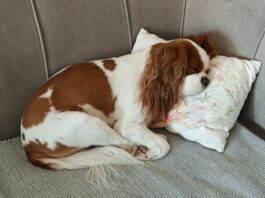 Top Couch Covers for Dogs A couch cover can prevent dogs like this sleeping King Charles Cavalier Spaniel from damaging a couch.
