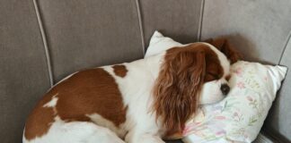 A couch cover can prevent dogs like this sleeping King Charles Cavalier Spaniel from damaging a couch.