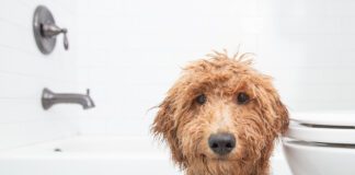What can you use to wash your dog that isn't dog shampoo? Baby shampoo? Dish soap?