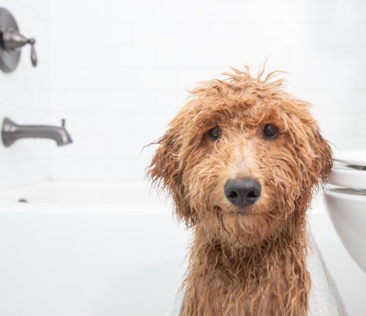 What can you use to wash your dog that isn't dog shampoo? Baby shampoo? Dish soap?