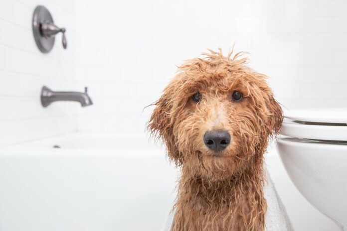 Close-up portrait of a wet miniature goldendoodle (groodle) puppy sitting in a bathroom next to a bath and toilet What can you use to wash your dog that isn't dog shampoo? Baby shampoo? Dish soap?