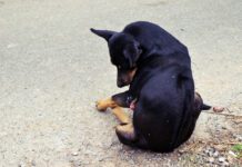 Paraphimosis in dogs is when the dog's penis extrudes out of its sheath for no obvious reason.