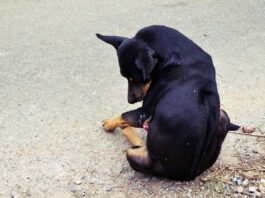 Paraphimosis in dogs is when the dog's penis extrudes out of its sheath for no obvious reason.
