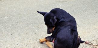 Paraphimosis in dogs is when the dog's penis extrudes out of its sheath for no obvious reason.