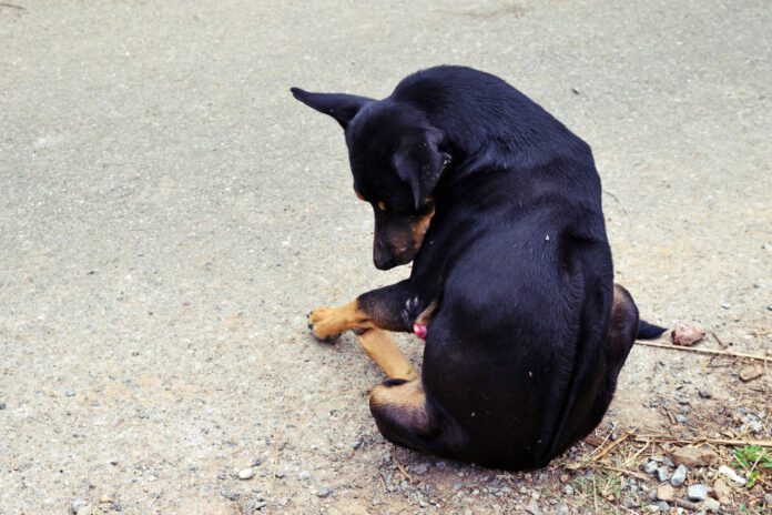 Dog cleaning its body Paraphimosis in dogs is when the dog's penis extrudes out of its sheath for no obvious reason.