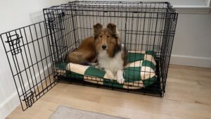 Collapsible dog crates like the one pictured hear can provide comfort to dogs traveling.
