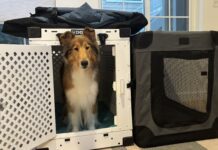 The Best Collapsible Dog Crates Collapsible dog crates are a friend to sporting dogs and their traveling owners.