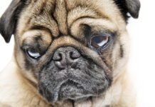 A Pug dog showing the breed's characteristic facial profile.