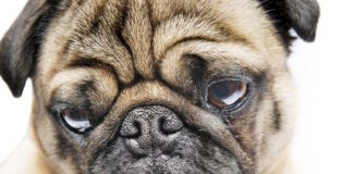 A Pug dog showing the breed's characteristic facial profile.