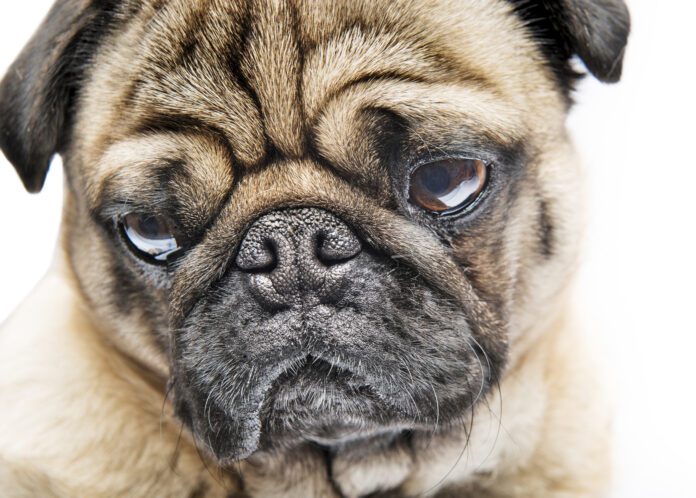 A Pug’s facial design increases the dog’s chances of developing the eye disease pigmentary keratosis. A Pug dog showing the breed's characteristic facial profile.