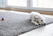 Anemia in dogs can cause fatigue and a lack of desire to play.