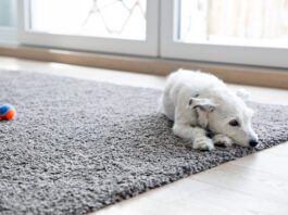 Anemia in dogs can cause fatigue and a lack of desire to play.
