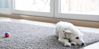 Anemia in dogs can cause fatigue and a lack of desire to play.