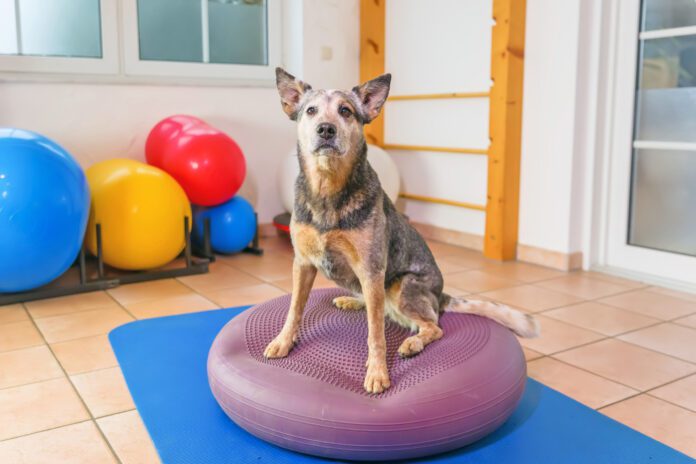Dog on balance disc builds dog fitness Exercise for dogs is just as important as it is for humans it can improve their balance and overall conditioning level.