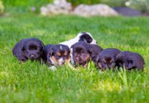 Puppies sniffing grass, a common way they can be exposed to coccidia parasites.