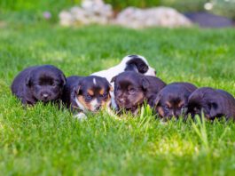 Puppies sniffing grass, a common way they can be exposed to coccidia parasites.