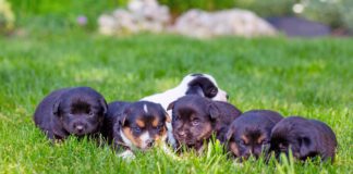 Puppies sniffing grass, a common way they can be exposed to coccidia parasites.