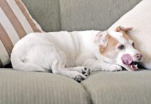 Why Does My Dog Lick the Couch? Jack Russell dog licking lips on sofa.