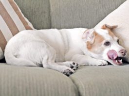 Jack Russell dog licking lips on sofa.