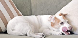 Jack Russell dog licking lips on sofa.