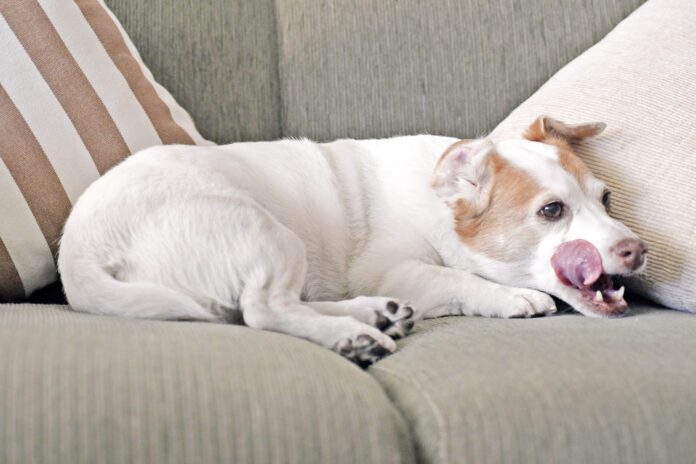 Dog licking lips on sofa Jack Russell dog licking lips on sofa.