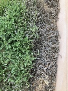 The authors experiements with homemade pet-friendly weed killers yielded exciting results.