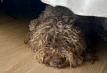 A shaggy gray dog sleeping, but not hiding, under the bed.