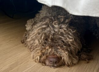 Why Do Dogs Hide Under Beds? A shaggy gray dog sleeping, but not hiding, under the bed.