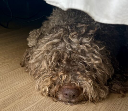 Why Do Dogs Hide Under Beds? A shaggy gray dog sleeping, but not hiding, under the bed.