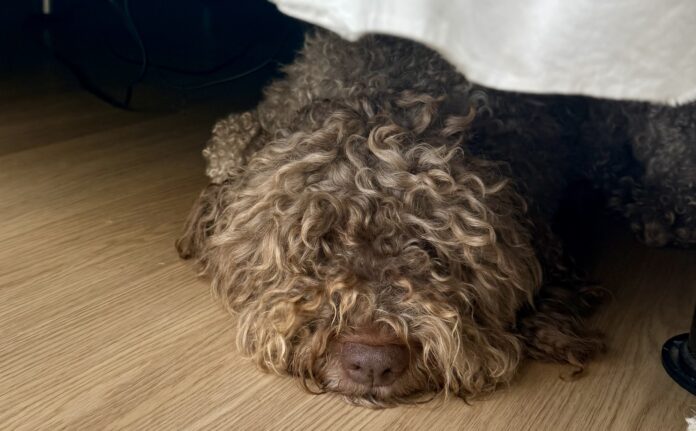 Dante Sleeping Under the Bed A shaggy gray dog sleeping, but not hiding, under the bed.