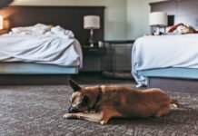 Do bed bugs bite dogs? Yes they will bite pets the same as their people.