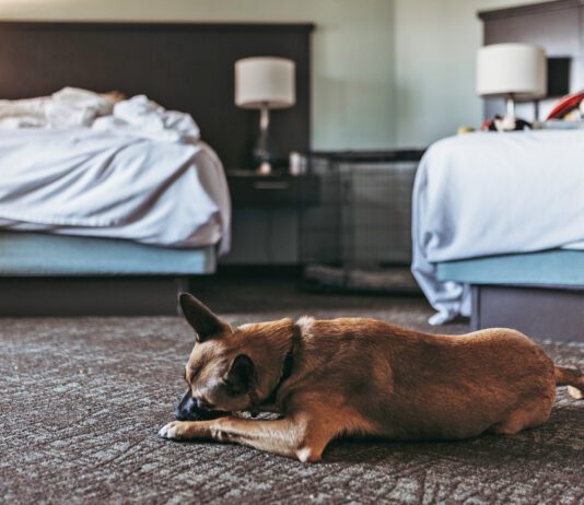 Do bed bugs bite dogs? Yes they will bite pets the same as their people.