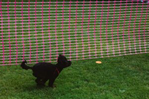 Temporary fences for dogs made from plastic mesh may work for competition, but may not be much of a barrier long term.
