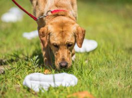 Anise for dogs is a tempting scent with a similar effect as catnip for cats.