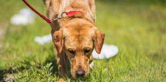 Anise for dogs is a tempting scent with a similar effect as catnip for cats.