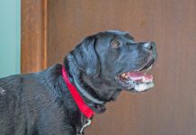 Why is My Dog Foaming at the Mouth? A dog foaming at the mouth isn't always rabid. A dog can foam at the mouth for many reasons.