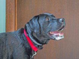 Why is My Dog Foaming at the Mouth? A dog foaming at the mouth isn't always rabid. A dog can foam at the mouth for many reasons.