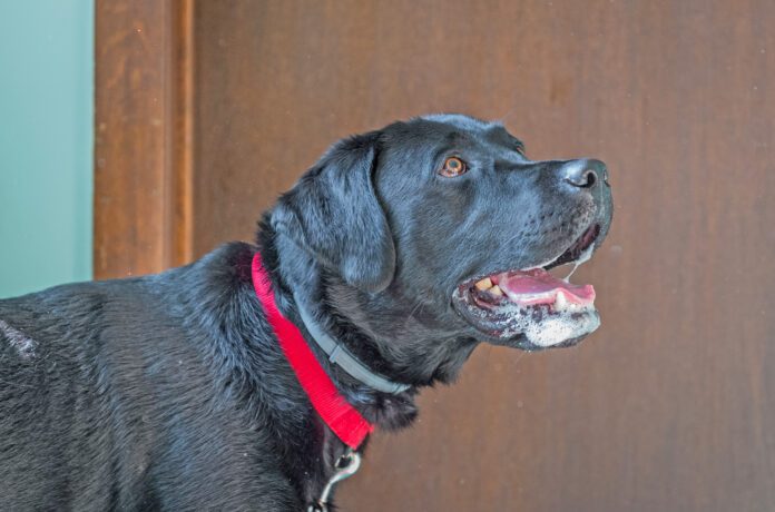 A dog foaming at the mouth isn't always rabid. A dog can foam at the mouth for many reasons.