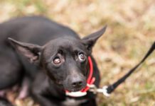 Dogs can have panic attacks, or at least sudden fear episodes that are very similar.