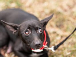 Dogs can have panic attacks, or at least sudden fear episodes that are very similar.