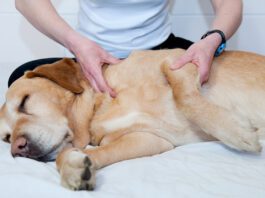Joint pain relief in dogs take multiple forms like massage, supplements, and injections of medication.