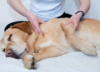 Finding the Right Joint Pain Relief for Your Dog Joint pain relief in dogs take multiple forms like massage, supplements, and injections of medication.