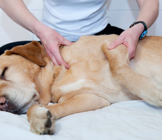 Joint pain relief in dogs take multiple forms like massage, supplements, and injections of medication.