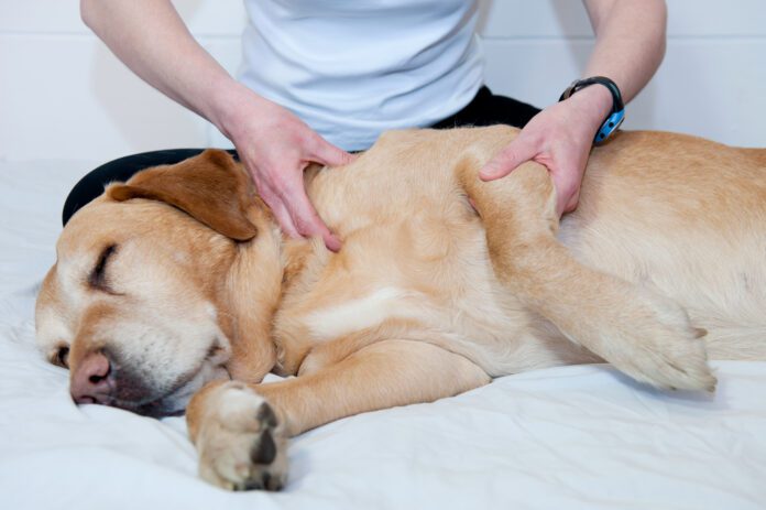 Massage Joint pain relief in dogs take multiple forms like massage, supplements, and injections of medication.
