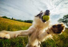 A dog with a tennis ball leaping playfully up. Leaping continuously is an obssessive behavior that is similar to ADHD in dogs.